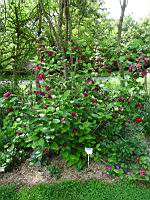 Sinocalycanthus Hartlage wine (prise a Giroussens, Jardin des Martels)(2)